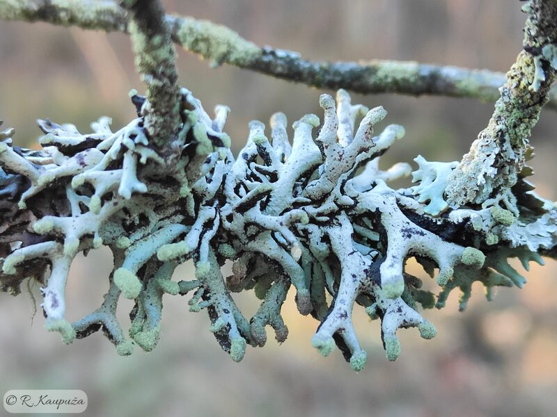 Hypogymnia tubulosa