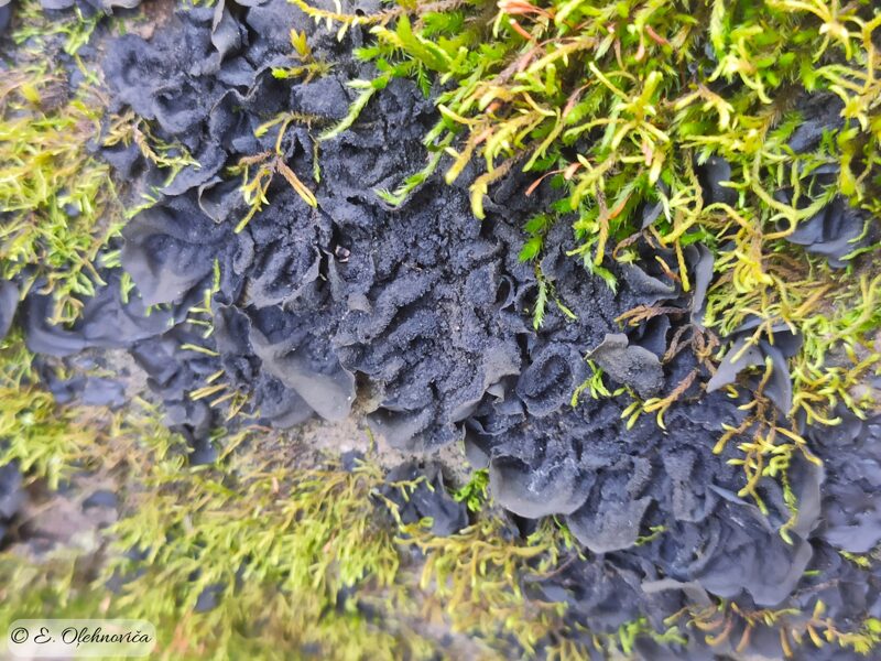 Leptogium cyanescens