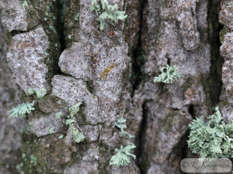 Arthonia byssacea (Inoderma byssaceum)