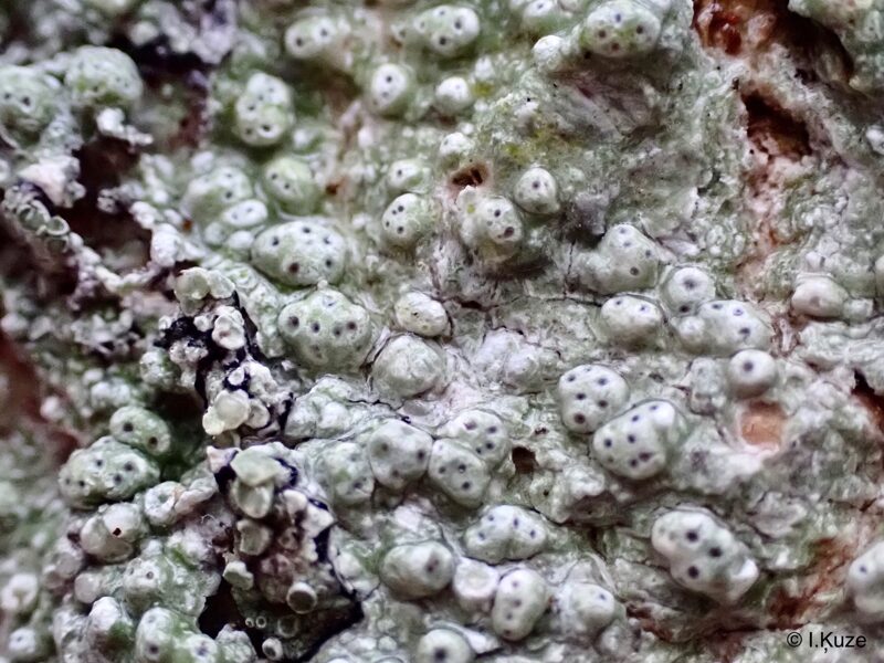 Pertusaria pertusa