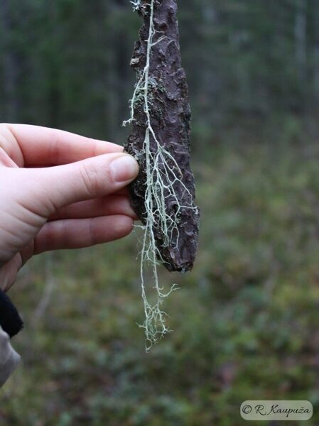 Evernia divaricata