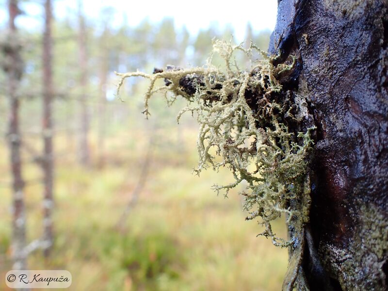 Evernia mesomorpha