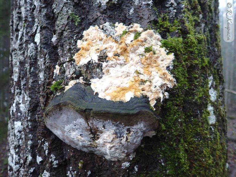 Junghuhnia pseudozilingiana
