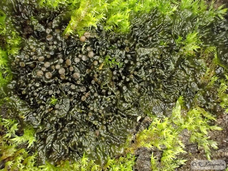 Collema subnigrescens