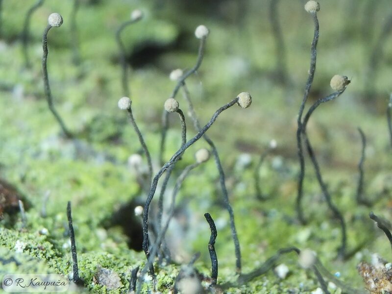 Chaenotheca gracilenta