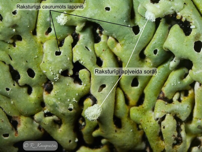 Menegazzia terebrata