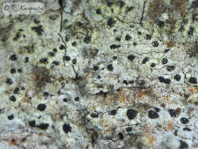 Arthonia arthonioides