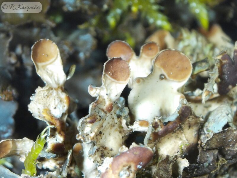 Nephroma laevigatum