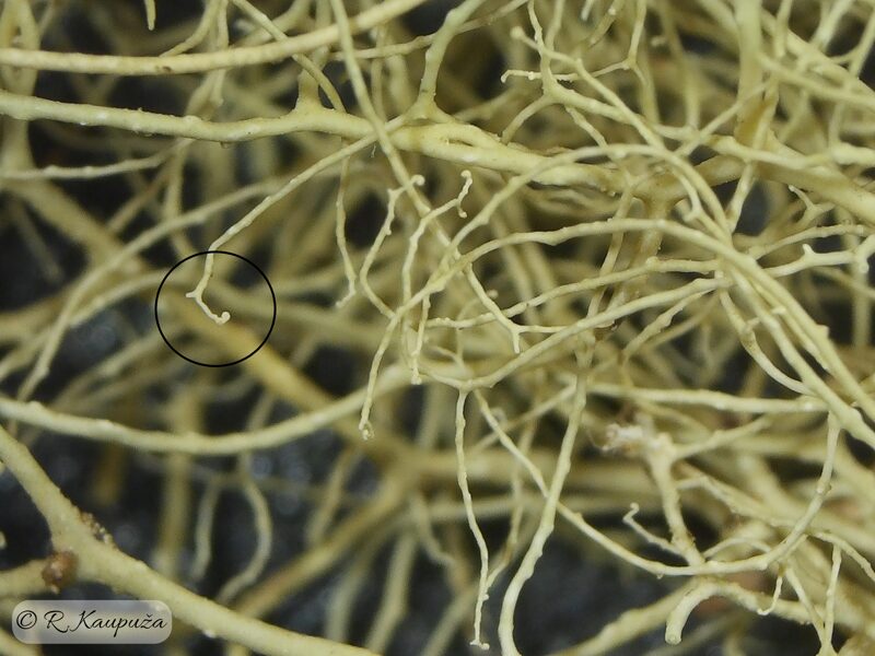 Ramalina thrausta
