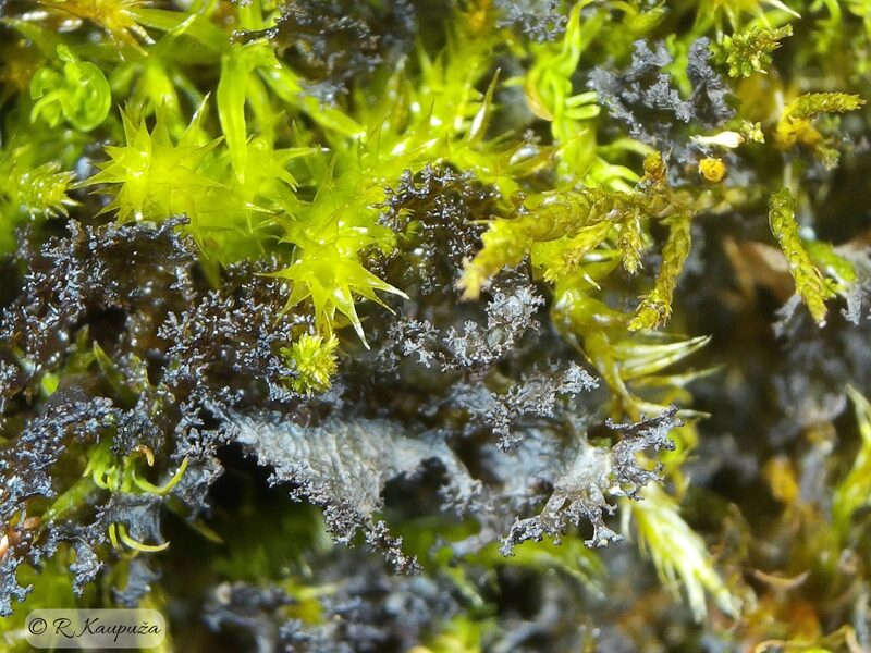Scytinium lichenoides