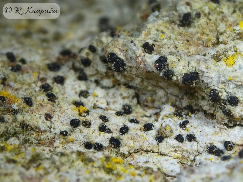 Bactrospora dryina