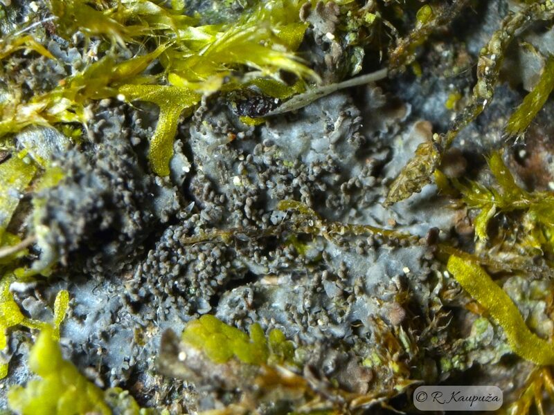 Parmeliella triptophylla