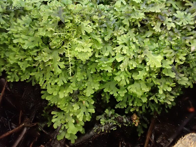 Riccardia multifida
