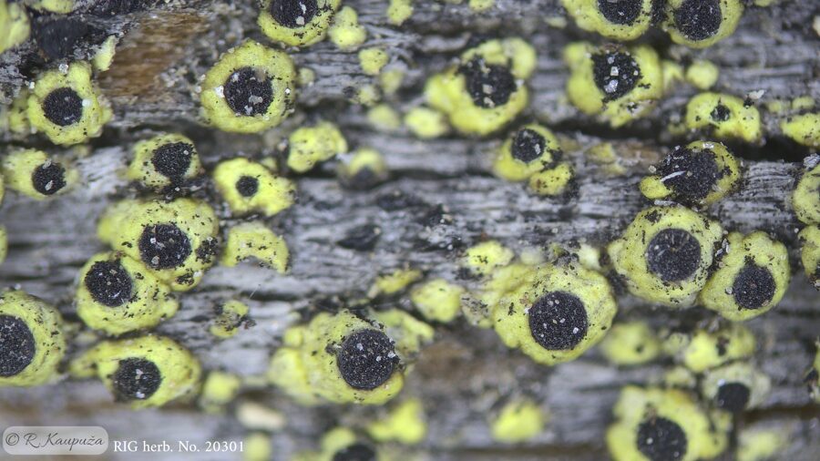 Cyphelium tigillare