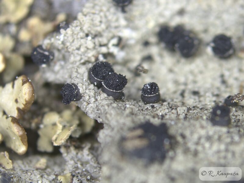 Acolium inquinans