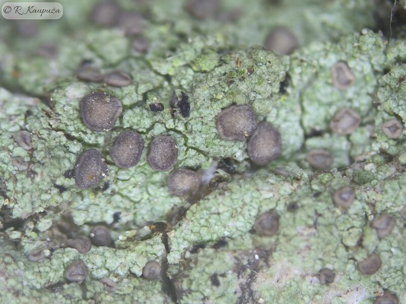 Cliostomum griffithii