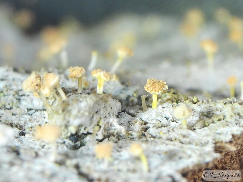 Sclerophora pallida