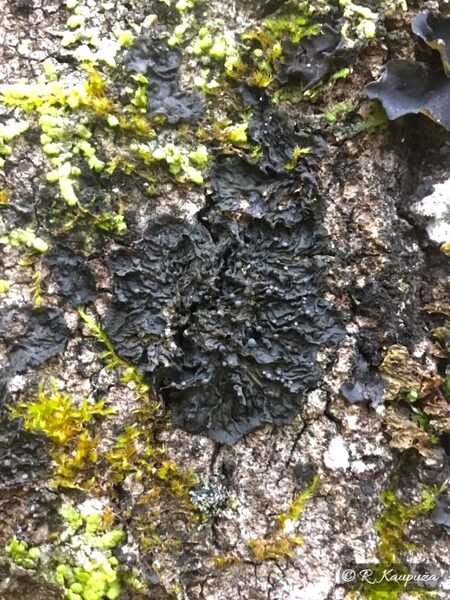 Collema nigrescens