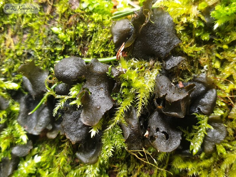 Leptogium saturnium