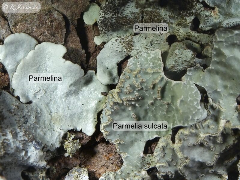 Parmelina tiliacea