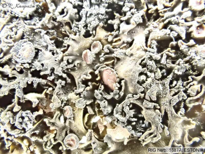 Collema cristatum