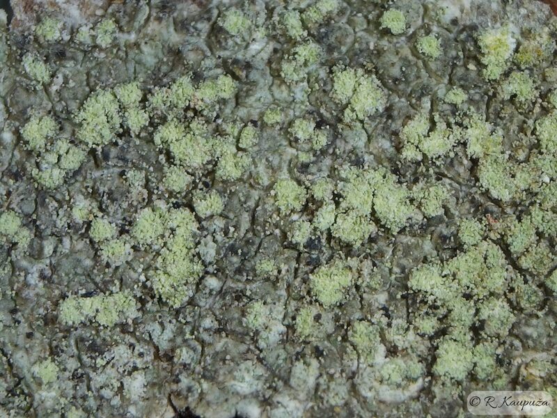 Buellia griseovirens