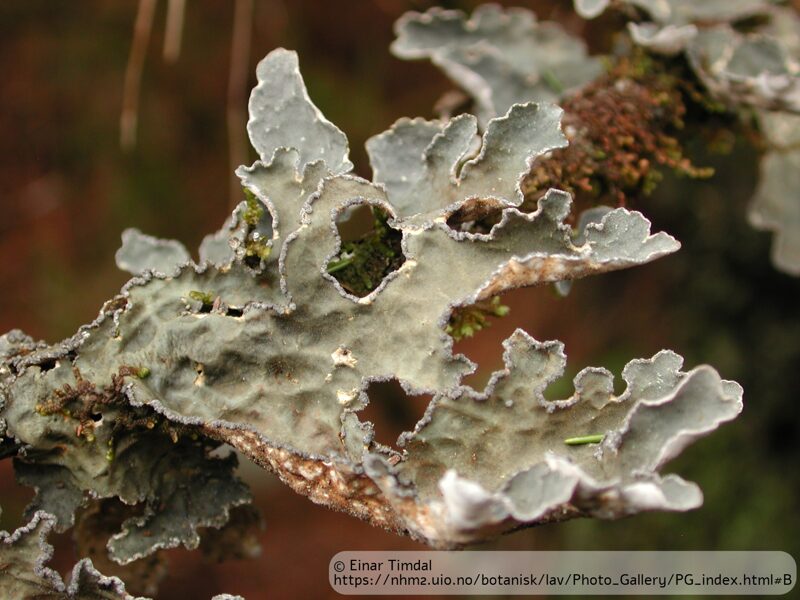 Lobaria scrobiculata