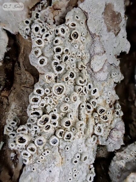 Thelotrema lepadinum