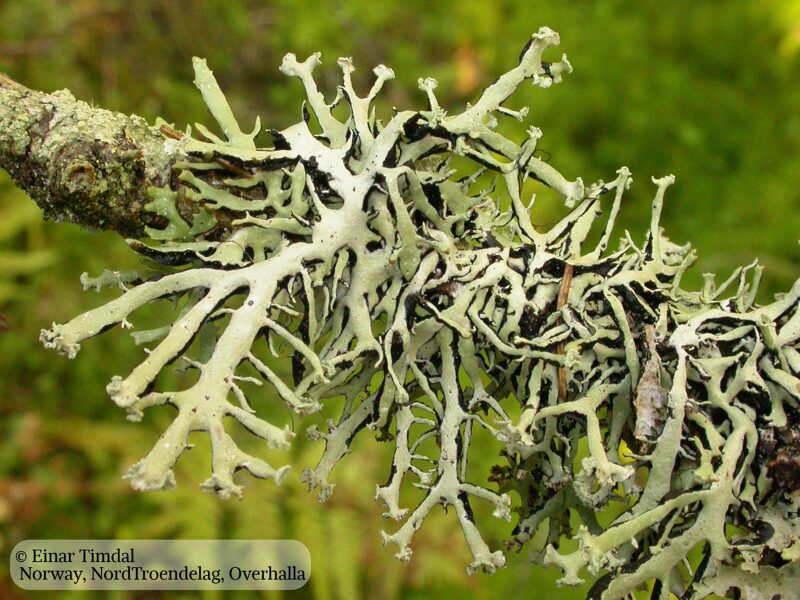 Hypogymnia vittata