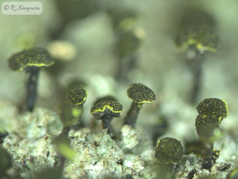Calicium adspersum